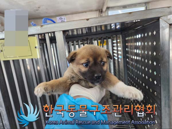 한국동물구조관리협회_441414202500016
